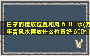 白掌的摆放位置和风 🐋 水(万年青风水摆放什么位置好 🌺 )